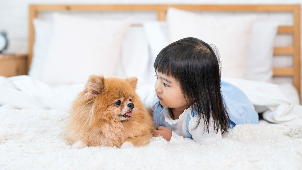 一個小女孩和小狗坐在床上; 圖片使用於滙豐台灣One能投資講堂的頁面。